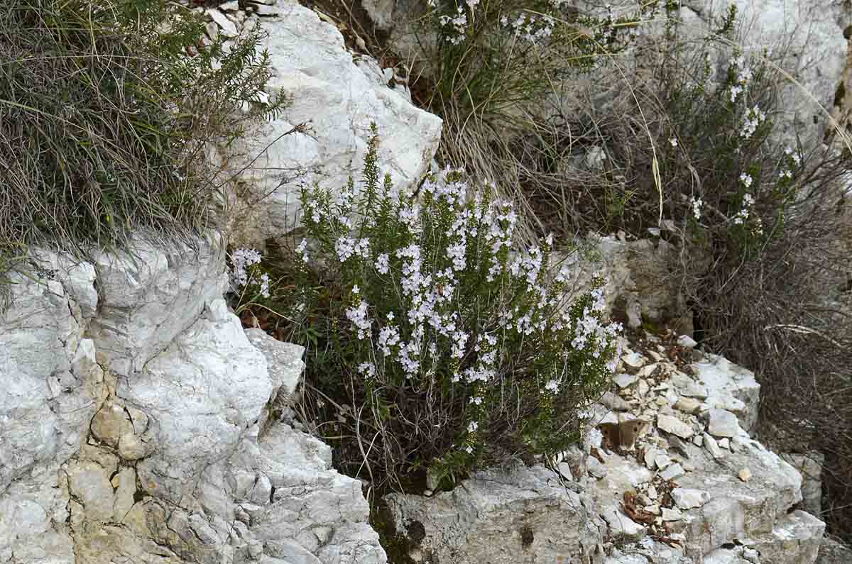 Satureja montana / Santoreggia montana